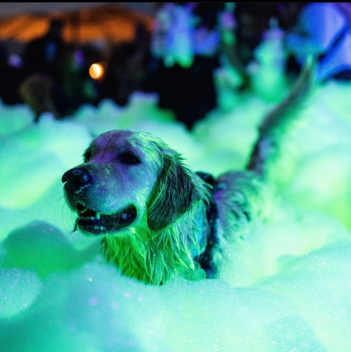 Fun for the whole family - Kid Quest Party Rental foam party rentals Belleview, FL